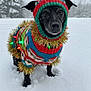 animal, black_dog, canine, christmas_lights, cold_weather, cute, dog, festive, holiday_sweater, knit_hat, outdoor, pet, pom_pom, portrait, snow, snowfall, snowy_background, tinsel, winter, winter_clothing