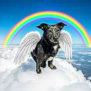 Lucy joined the competition — help win amazing prizes! dog, black_dog, angel_wings, clouds, rainbow, sky, fantasy, whimsical, cute, animal, pet, fluffy, outdoor, colorful, bright, nature, peaceful, flying, mythical, serene