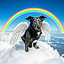 dog, black_dog, angel_wings, clouds, rainbow, sky, fantasy, whimsical, cute, animal, pet, fluffy, outdoor, colorful, bright, nature, peaceful, flying, mythical, serene