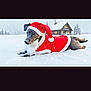 Lucy is registered to the contest to win money with this photo: animal, cabin, canine, celebration, christmas, cold, costume, dog, festive, forest, holiday, outdoor, pet, relaxing, santa_coat, santa_hat, seasonal, snow, snowfall, winter