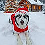 Toby joined the competition — help win amazing prizes! animal, blue_eyes, cabin, celebration, christmas_lights, christmas_tree, cozy, decorations, dog, festive, holiday, husky, outdoor, pet, red_clothing, seasonal, snow, snowfall, snowy_forest, winter