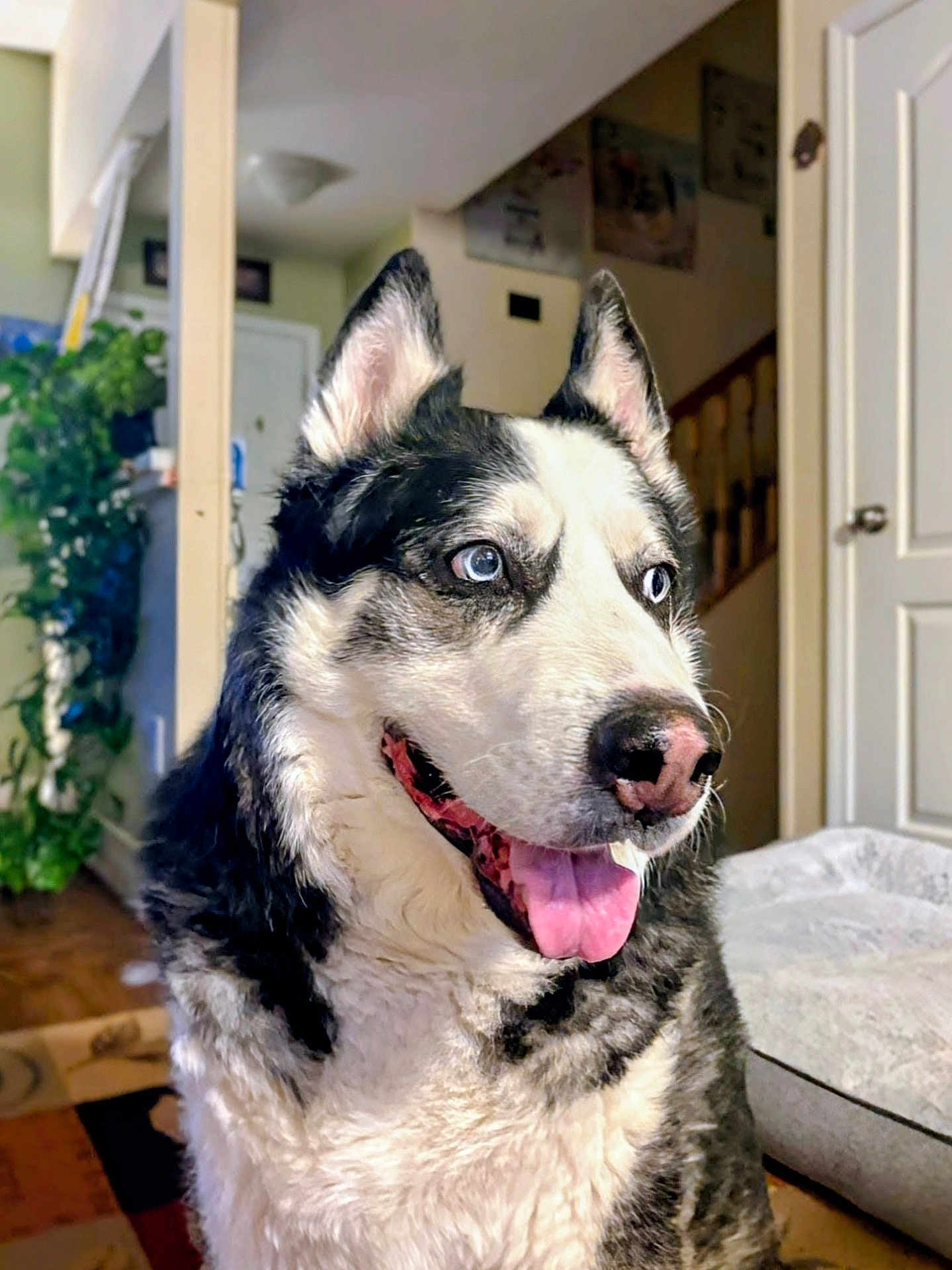 Toby