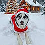 Toby is registered to the contest to win money with this photo: animal, cabin, celebration, christmas_tree, cold_weather, dog, festive, gifts, holiday, husky, lights, nature, ornaments, outdoors, pet, pine_trees, santa_outfit, snow, snowfall, winter