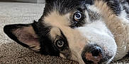 Toby is registered to the contest to win money with this photo: animal, blue_eyes, canine, carpet, close_up, cute, dog, domestic_animal, ears, fur, house, husky, indoor, looking, lying_down, muzzle, pet, portrait, resting, whiskers