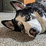 animal, blue_eyes, canine, carpet, close_up, cute, dog, domestic_animal, ears, fur, house, husky, indoor, looking, lying_down, muzzle, pet, portrait, resting, whiskers