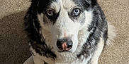 Toby joined the competition — help win amazing prizes! animal, black_and_white_fur, blue_eyes, canine, carpet, companion, cute, dog, domestic_animal, ears, fur, furry, indoors, looking_up, nose, paw, pet, portrait, siberian_husky, sitting