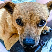 Shortstuff is registered to the contest to win money with this photo: dog, close_up, brown_fur, pet, resting, face, ears, nose, paw, animal, cute, domestic_animal, looking, outdoor, chair, texture, fur, black_nose, expression, portrait