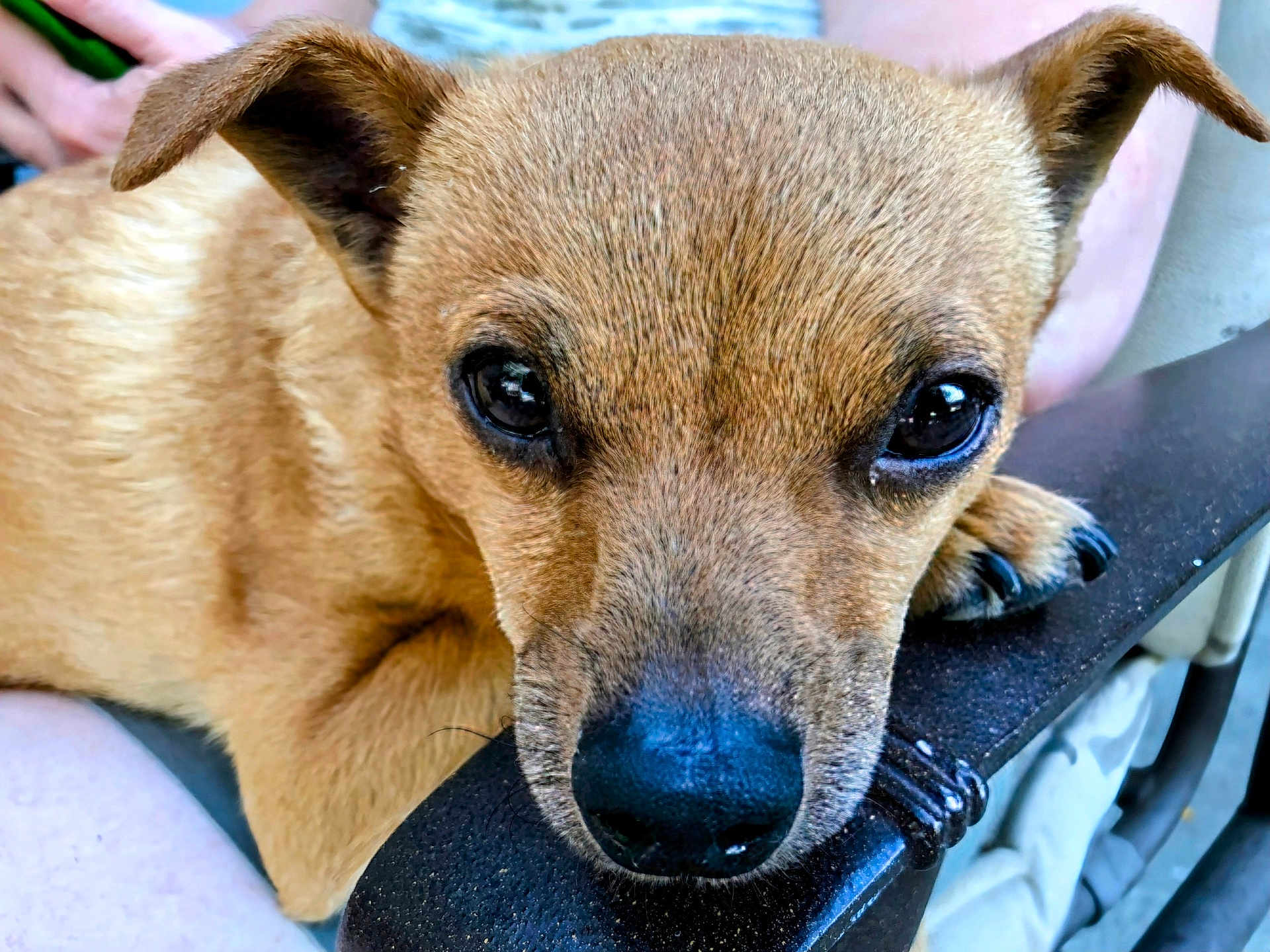 Shortstuff is registered to the contest to win money with this photo: dog, close_up, brown_fur, pet, resting, face, ears, nose, paw, animal, cute, domestic_animal, looking, outdoor, chair, texture, fur, black_nose, expression, portrait