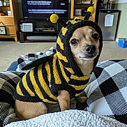 Shortstuff is registered to the contest to win money with this photo: adorable, animal, bee_costume, black_and_white, blanket, carpet, chihuahua, close_up, costume, cozy, cute, dog, furniture, indoor, living_room, pet, sitting, small_dog, soft_toy, warm_lighting
