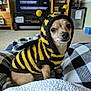 adorable, animal, bee_costume, black_and_white, blanket, carpet, chihuahua, close_up, costume, cozy, cute, dog, furniture, indoor, living_room, pet, sitting, small_dog, soft_toy, warm_lighting