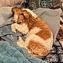 Westy Ryver is registered to the contest to win money with this photo: blanket, brown_and_white, comfort, couch, cozy, curled_up, cute, dog, domestic, fur, home, indoor, patterned_blanket, pet, relaxed, resting, sleepy, small_dog, soft_texture, throw