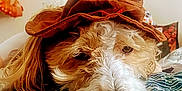 Westy Ryver is registered to the contest to win money with this photo: animal, bed, blanket, brown_hat, close_up, cozy, cute, dog, fluffy, fur, hat, indoors, lying_down, nose, patterned_blanket, pet, relaxed, resting, scruffy, whiskers