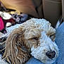 Westy Ryver joined the competition — help win amazing prizes! animal, brown_and_white, canine, car_interior, casual, close_up, comfort, companion, cozy, curly_fur, dog, fur_texture, gentle, indoors, lap, peaceful, pet, relaxation, resting, sleeping