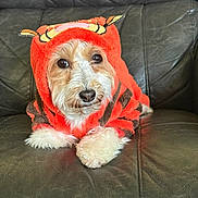 Westy Ryver is registered to the contest to win money with this photo: adorable, animal, costume, cozy, cute, dog, expression, fluffy, fur, indoor, leather_couch, looking_at_camera, mammal, orange, paws, pet, portrait, seated, small_dog, tiger_outfit