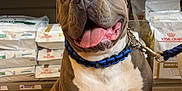 Gueko participe au concours pour gagner de l'argent avec cette photo : animal, blue_collar, brown_dog, canine, dog, friendly, happy, indoor, leash, packaging, pet_food, pet_store, retail, royal_canin, shelf, sitting, stocked_shelves, tongue_out, white_chest, wooden_floor