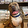 animal, blue_collar, brown_dog, canine, dog, friendly, happy, indoor, leash, packaging, pet_food, pet_store, retail, royal_canin, shelf, sitting, stocked_shelves, tongue_out, white_chest, wooden_floor