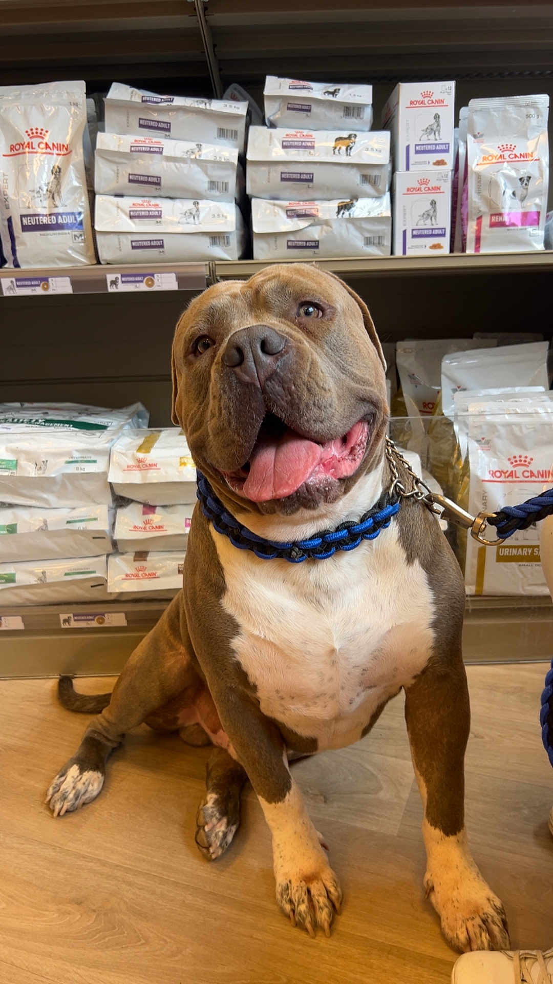 Gueko participe au concours pour gagner de l'argent avec cette photo : animal, blue_collar, brown_dog, canine, dog, friendly, happy, indoor, leash, packaging, pet_food, pet_store, retail, royal_canin, shelf, sitting, stocked_shelves, tongue_out, white_chest, wooden_floor