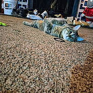 Itty Bitty joined the competition — help win amazing prizes! animal, background, bucket, carpet, cat, cozy, curious, decorative_figure, ears, floor, fur, home, indoor, living_room, lying_down, pet, relaxed, shoes, tabby_cat, whiskers