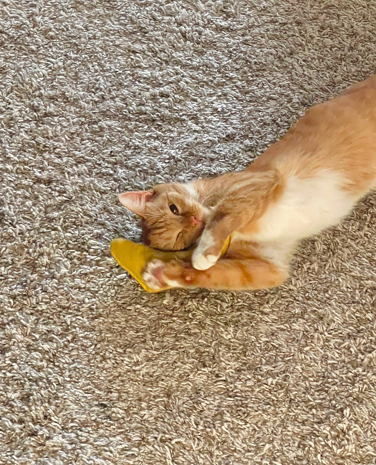 Fefe joined the competition — help win amazing prizes! asphalt, carnivore, cat, companion_dog, devon_rex, dog_breed, domestic_short_haired_cat, fawn, felidae, fur, grass, paw, rhesus_macaque, road_surface, sand, small_to_medium_sized_cats, tail, terrestrial_animal, whiskers, wood