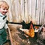 William joined the competition — help win amazing prizes! child, toddler, blonde_hair, suspenders, bow_tie, chickens, hens, feathers, wood_fence, backyard, dirt, outdoor, farmyard, smile, happy, playful, green_pants, boots, portrait, daylight