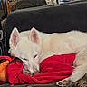 Anastasia joined the competition — help win amazing prizes! dog, white_dog, sleeping, resting, curled_up, pet, animal, fur, ears, paws, red_blanket, couch, home, indoor, mirror, reflection, photographer, cozy, nap, portrait