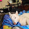 Anastasia joined the competition — help win amazing prizes! dog, cat, pets, sleeping, resting, white_dog, tabby_cat, animal, blanket, bed, indoors, living_room, cozy, relaxed, portrait, fur, ears, eyes, home, furniture