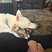 Anastasia is registered to the contest to win money with this photo: dog, white_dog, sleeping, lying_down, stuffed_toy, plush_toy, couch, sofa, indoor, living_room, gaming_chair, computer, desktop_setup, snacks, relaxed, pet, animal, fluffy, closeup, cozy