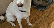 Anastasia joined the competition — help win amazing prizes! dog, white_dog, sitting, portrait, indoors, wooden_floor, water_bowl, water_dispenser, pet, animal, canine, pointed_ears, blue_eyes, pink_nose, collar, white_fur, home, floor, photography, paw