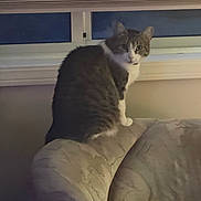 Luna is registered to the contest to win money with this photo: cat, tabby, white_fur, pet, animal, sitting, bed, pillow, bedroom, window, indoors, night, cozy, portrait, whiskers, ears, eyes, fur, home, domestic