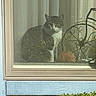 cat, hedgehog, tabby, animal, pet, window, screen, indoor, outdoor, curtain, glass, metalwork, ornament, blue_house, sill, garden, shrubbery, wildlife, sitting, portrait