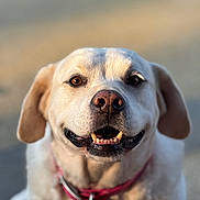 Luna joined the competition — help win amazing prizes! dog, labrador_retriever, pet, animal, smiling, collar, outdoor, close_up, face, fur, canine, happy, nose, teeth, ears, domestic_animal, friendly, mammal, portrait, sunlight