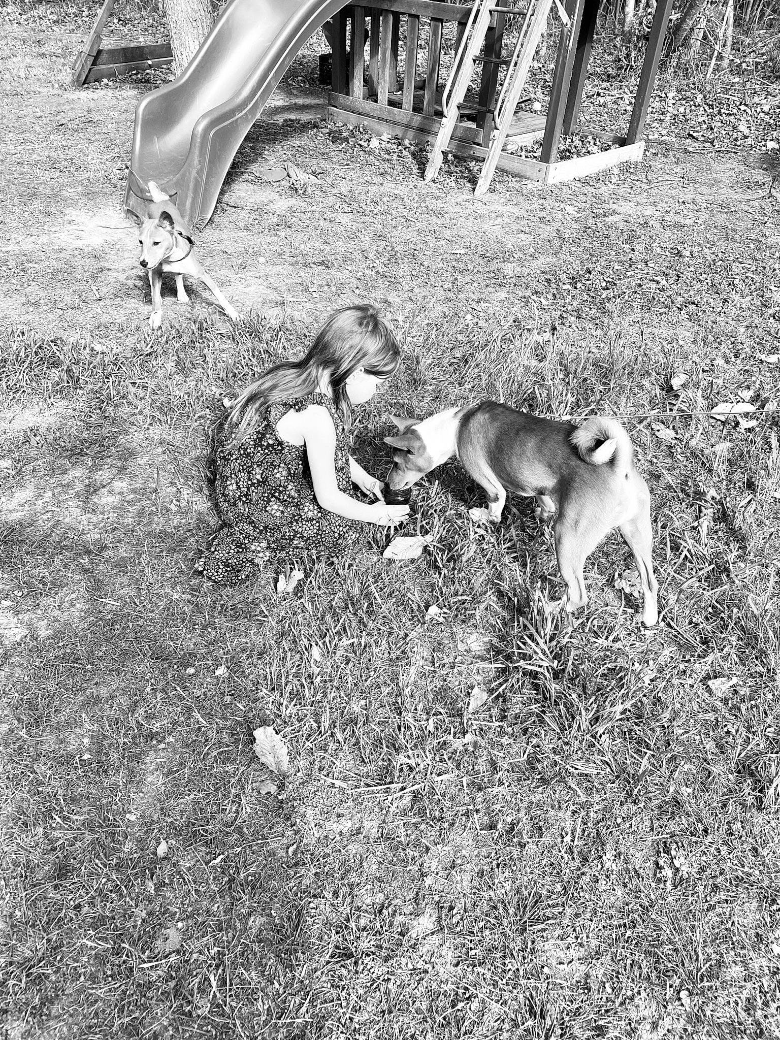 Ronin And Jaeger is registered to the contest to win money with this photo: black_and_white, carnivore, dog, dog_breed, grass, human_leg, leaf, mammal, monochrome, monochrome_photography, people_in_nature, plant, recreation, soil, stock_photography, tail, terrestrial_animal, tree, vertebrate, wood