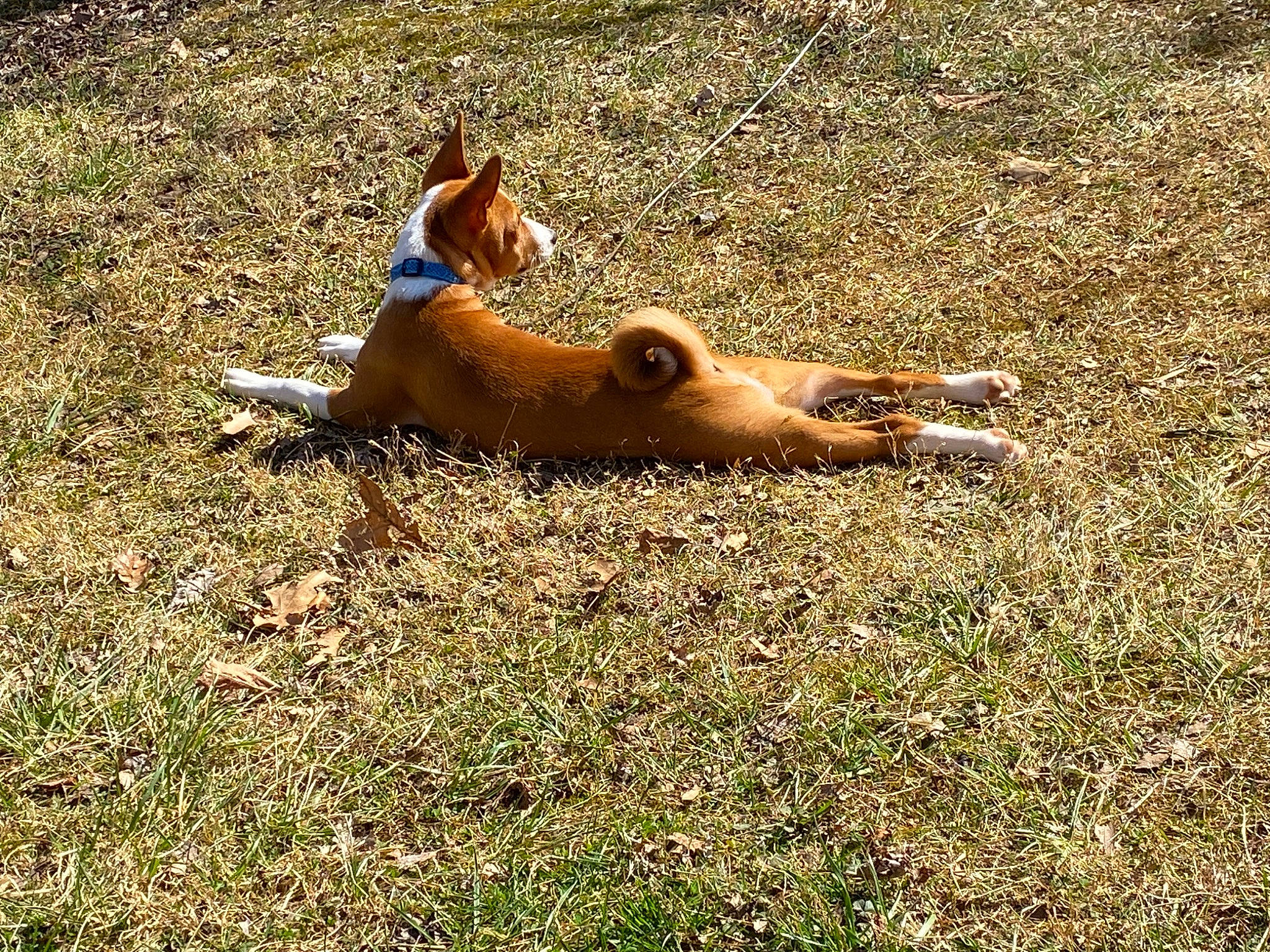 Ronin And Jaeger is registered to the contest to win money with this photo: animal_sports, canidae, carnivore, companion_dog, dog, dog_breed, fawn, grass, grassland, hunting_dog, non_sporting_group, pasture, people_in_nature, recreation, sporting_group, tail, terrestrial_animal, wildlife