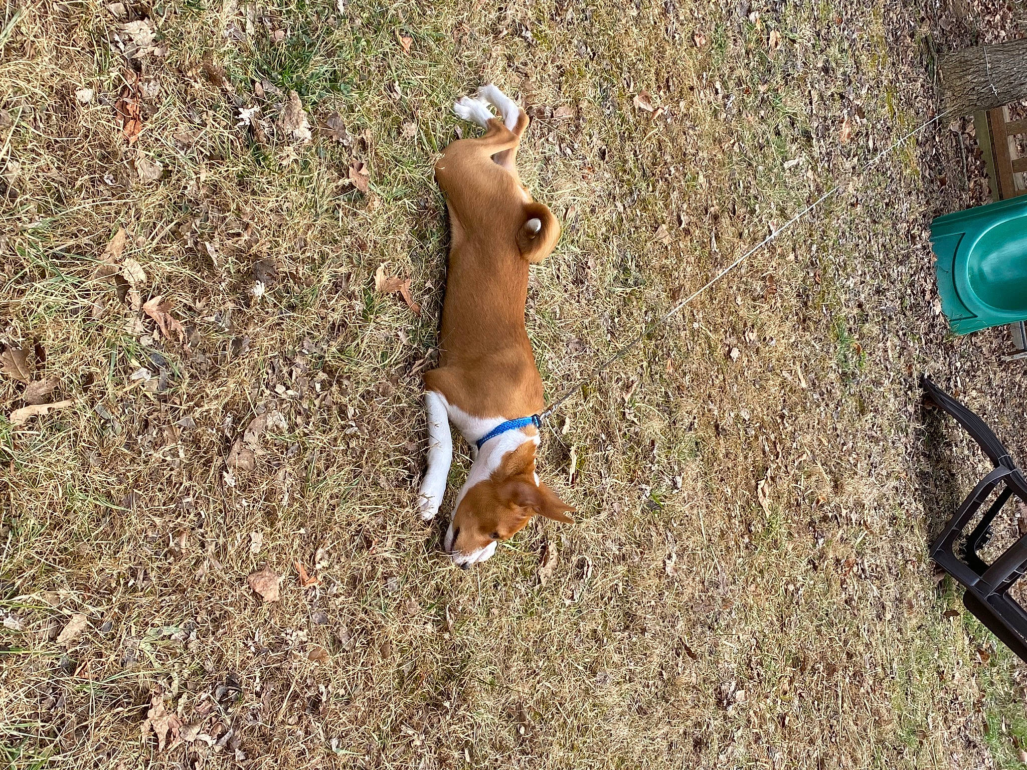 Ronin And Jaeger is registered to the contest to win money with this photo: adaptation, barechested, canidae, carnivore, chest, dog, dog_breed, elbow, fawn, foot, grass, human_leg, leg, people_in_nature, plant, soil, sporting_group, swimwear, thigh, tree