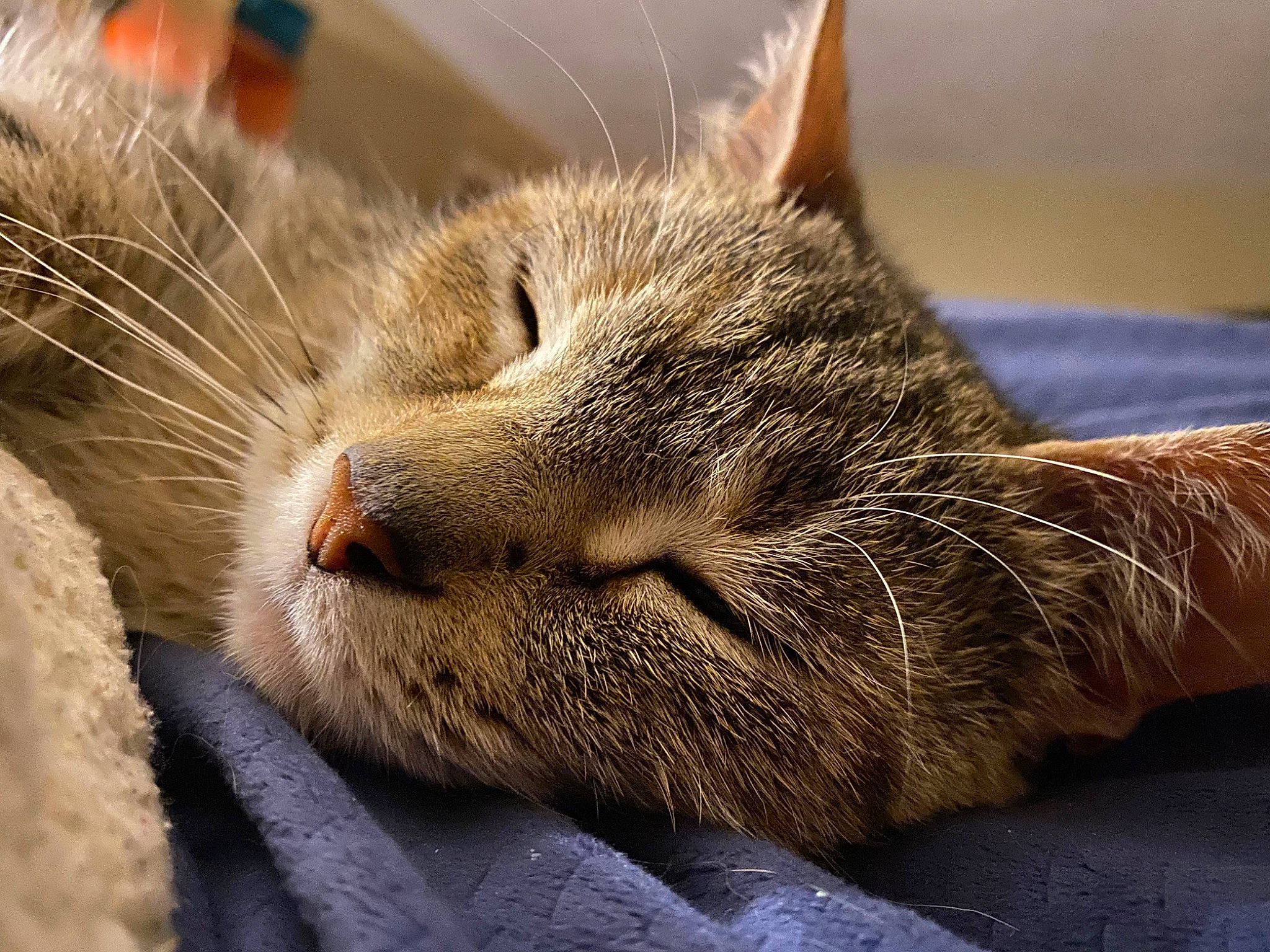 Tink is registered to the contest to win money with this photo: carnivore, cat, claw, close_up, comfort, domestic_short_haired_cat, felidae, fur, nap, paw, sleep, small_to_medium_sized_cats, snout, whiskers, wildlife