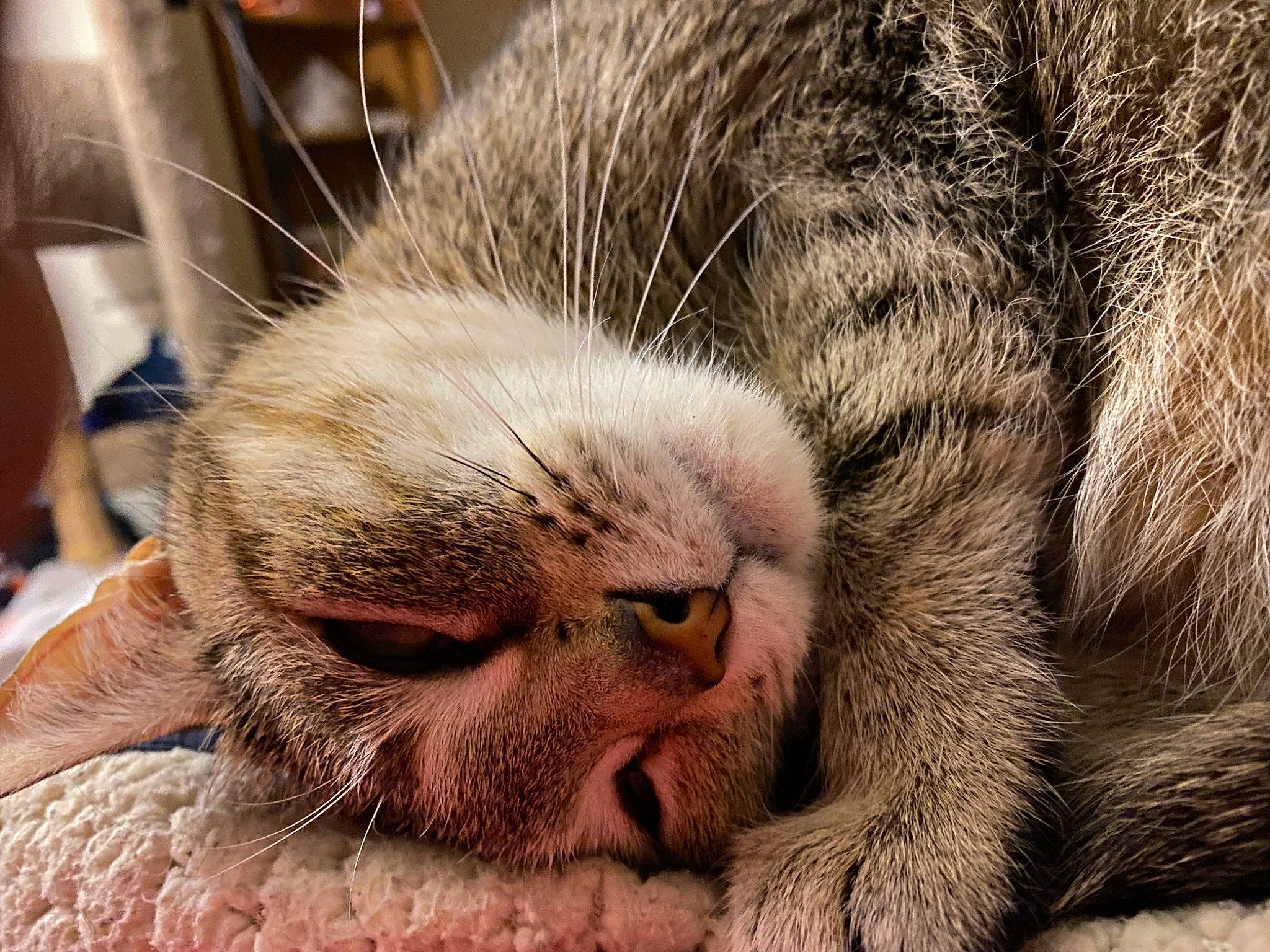 Tink is registered to the contest to win money with this photo: carnivore, cat, claw, close_up, comfort, domestic_short_haired_cat, eye, fawn, felidae, fur, nap, nose, paw, sleep, small_to_medium_sized_cats, snout, terrestrial_animal, whiskers, wildlife, wrinkle