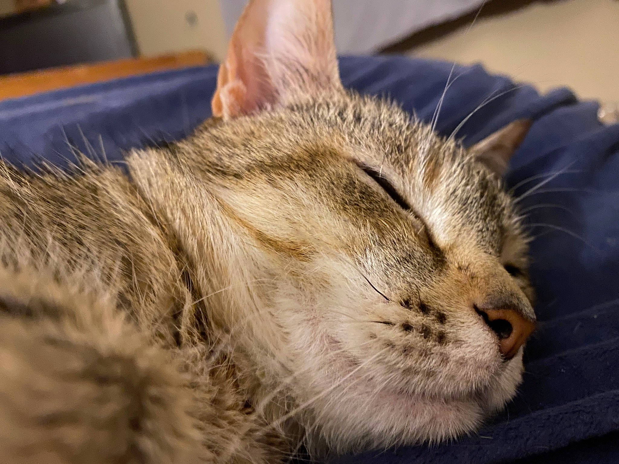 Tink is registered to the contest to win money with this photo: carnivore, cat, claw, comfort, domestic_short_haired_cat, felidae, fur, grass, nap, paw, sleep, small_to_medium_sized_cats, snout, terrestrial_animal, whiskers, wildlife, wood