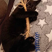Cosmo joined the competition — help win amazing prizes! black_kitten, sleeping, toy, twig, blue_spring, blanket, star_pattern, fluffy, pet, cute, cozy, animal, feline, paw, indoor, resting, soft_texture, closeup, adorable, peaceful