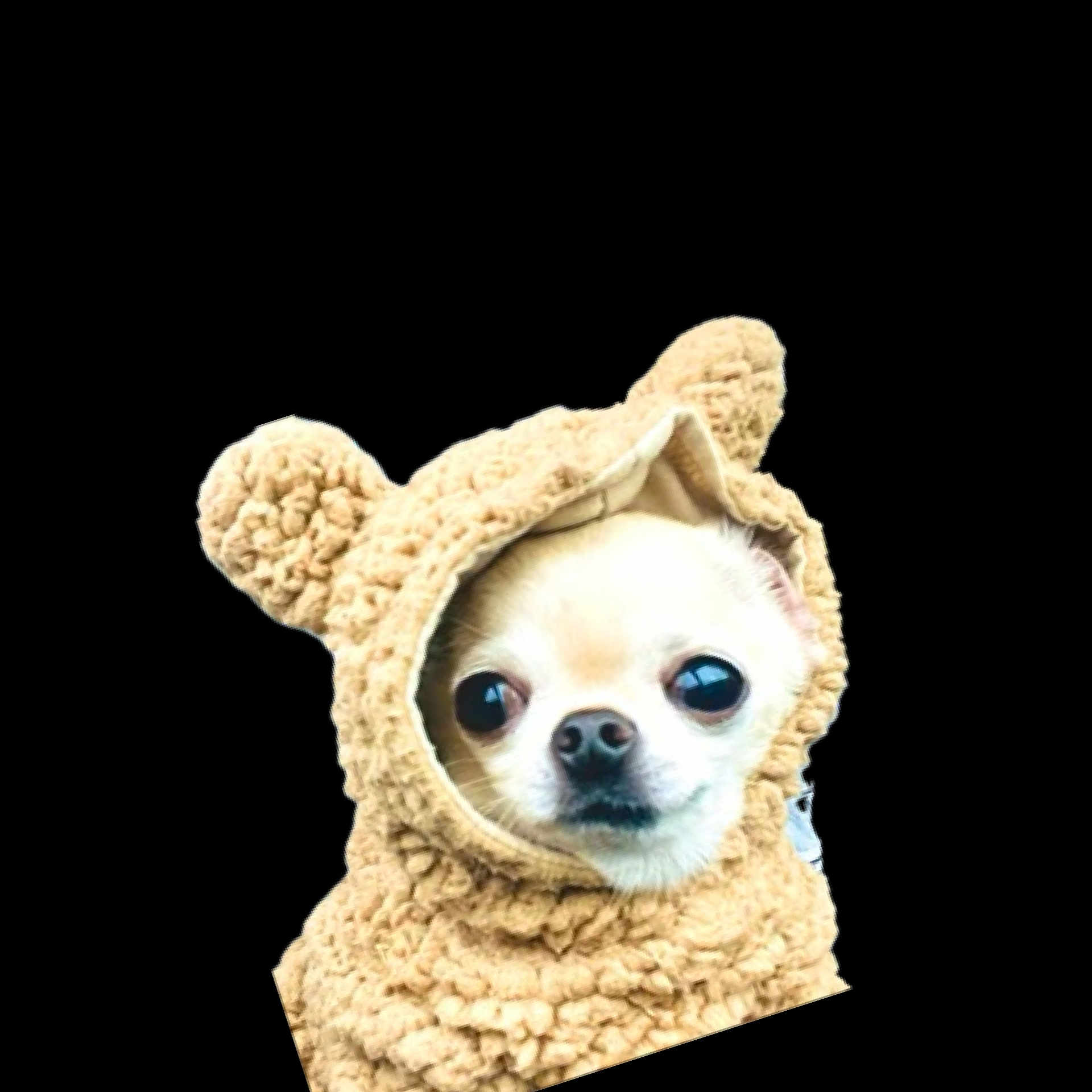 Grizelda is registered to the contest to win money with this photo: adorable, animal, bear_ears, black_background, brown, chihuahua, costume, cute, dog, expression, eyes, face, furry, headwear, knitted, nose, pet, portrait, small_dog, warm
