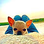 dog, chihuahua, puppy, pet, ears, person, legs, jeans, sweater, lap, lake, water, sunset, sunlight, nature, outdoor, relaxing, blurred_background, closeup, calm