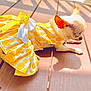 dog, chihuahua, yellow_dress, pineapple_pattern, bow, wooden_deck, sunlight, shadow, pet_clothing, small_dog, outdoor, relaxed, cute, animal, summer, fashion, nap, sunny, domestic_animal, portrait