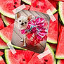 chihuahua, dog, pet, dress, pink, wood_floor, watermelon, fruit, slice, background, tape, collage, colorful, cute, small_dog, animal, domestic_animal, portrait, standing, decorative