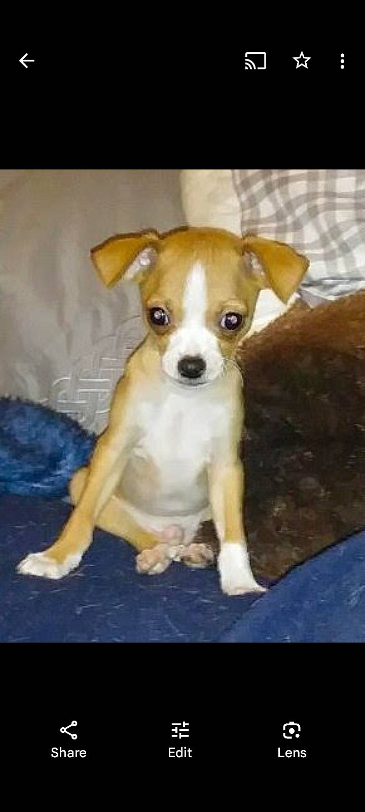 Brutus is registered to the contest to win money with this photo: ancient_dog_breeds, canidae, carnivore, chihuahua, companion_dog, dog, dog_breed, fawn, fur, irishjacks, non_sporting_group, paw, puppy, snout, sporting_group, tail, terrestrial_animal, toy_dog, whiskers, working_animal