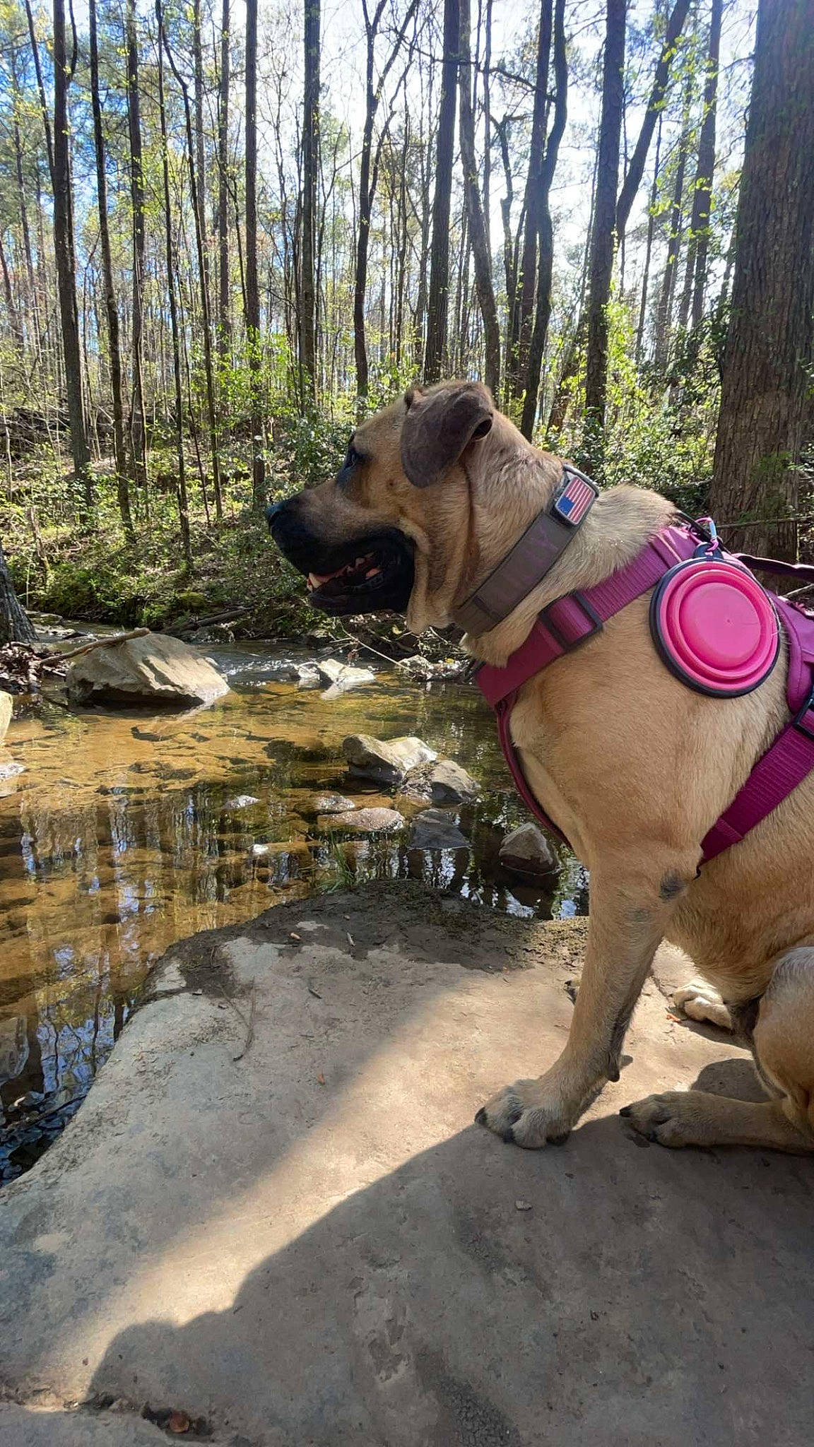 Lilly is registered to the contest to win money with this photo: carnivore, collar, companion_dog, dog, dog_breed, dog_collar, fawn, forest, leash, liver, pet_supply, plant, riparian_zone, snout, sporting_group, tail, tree, water, wood, working_animal