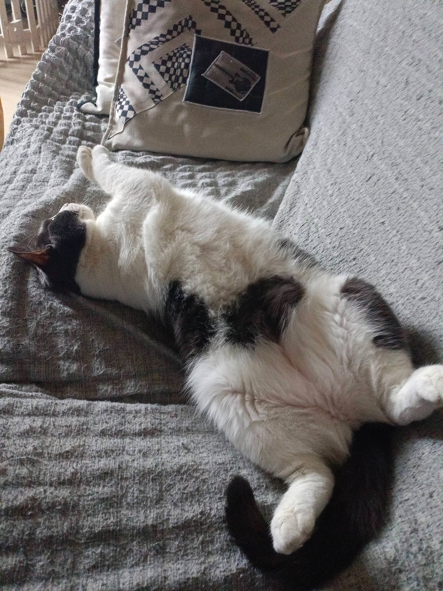 Emma a rejoint le concours — aidez-le/la à gagner de superbes lots ! carnivore, cat, claw, comfort, domestic_short_haired_cat, felidae, foot, fur, grey, linens, nap, paw, small_to_medium_sized_cats, snout, tail, terrestrial_animal, whiskers, wood