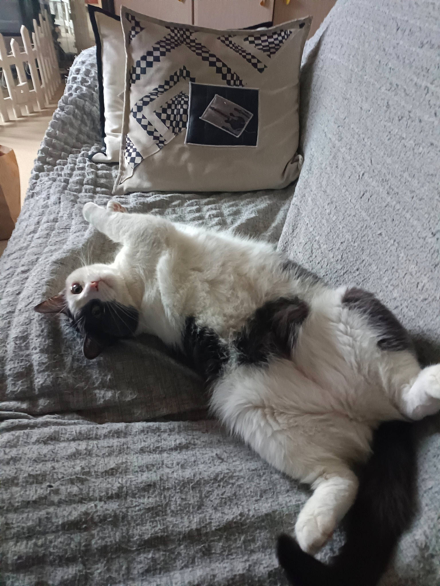 Emma a rejoint le concours — aidez-le/la à gagner de superbes lots ! canidae, carnivore, cat, claw, comfort, domestic_short_haired_cat, duvet, felidae, flooring, fur, grey, linens, nap, paw, pillow, small_to_medium_sized_cats, tail, throw_pillow, whiskers, wood