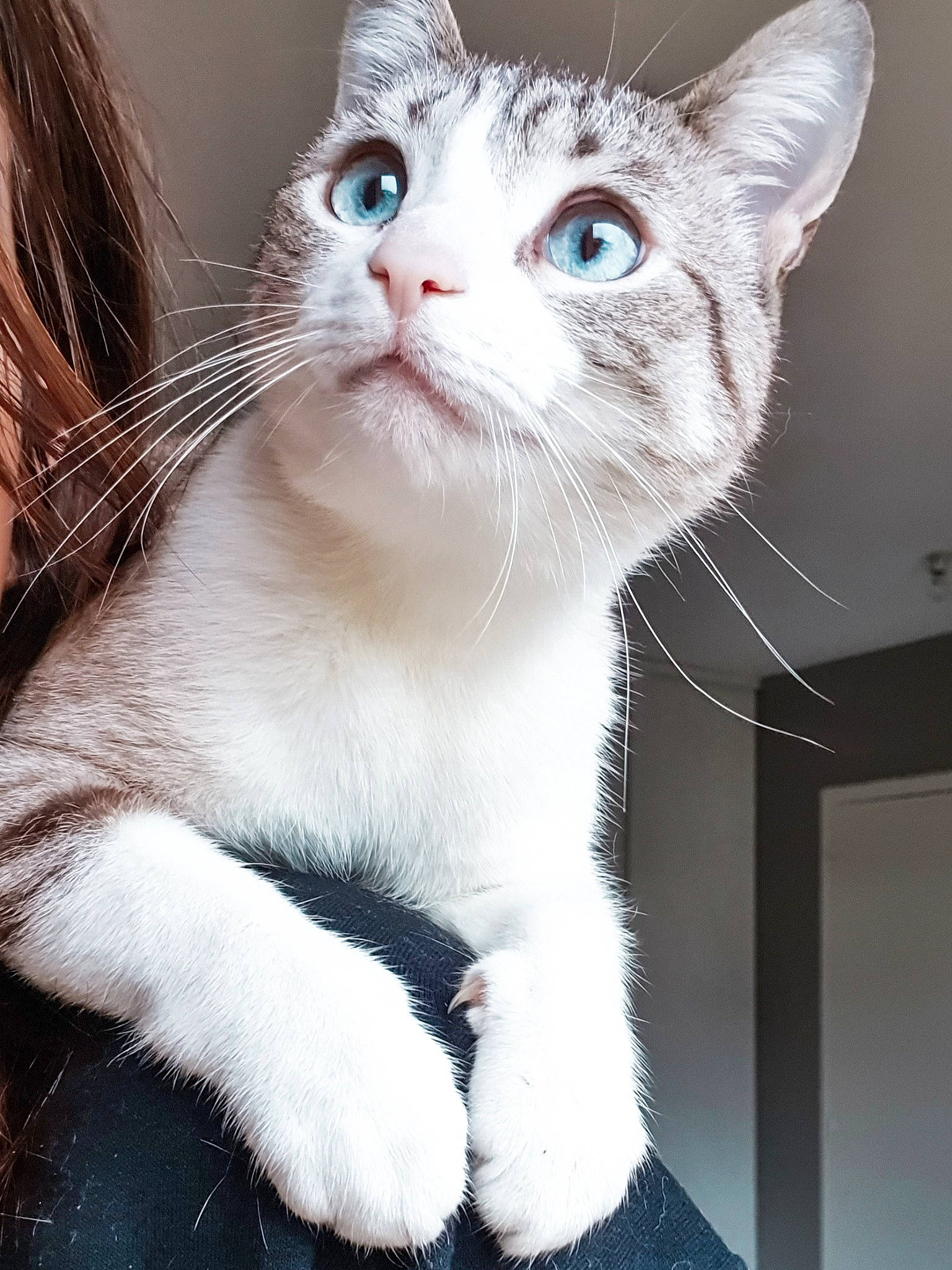 Arya a rejoint le concours — aidez-le/la à gagner de superbes lots ! aegean_cat, american_wirehair, asian, carnivore, cat, domestic_short_haired_cat, ear, european_shorthair, eye, felidae, fur, kitten, mammal, nose, ojos_azules, paw, small_to_medium_sized_cats, snout, vertebrate, whiskers