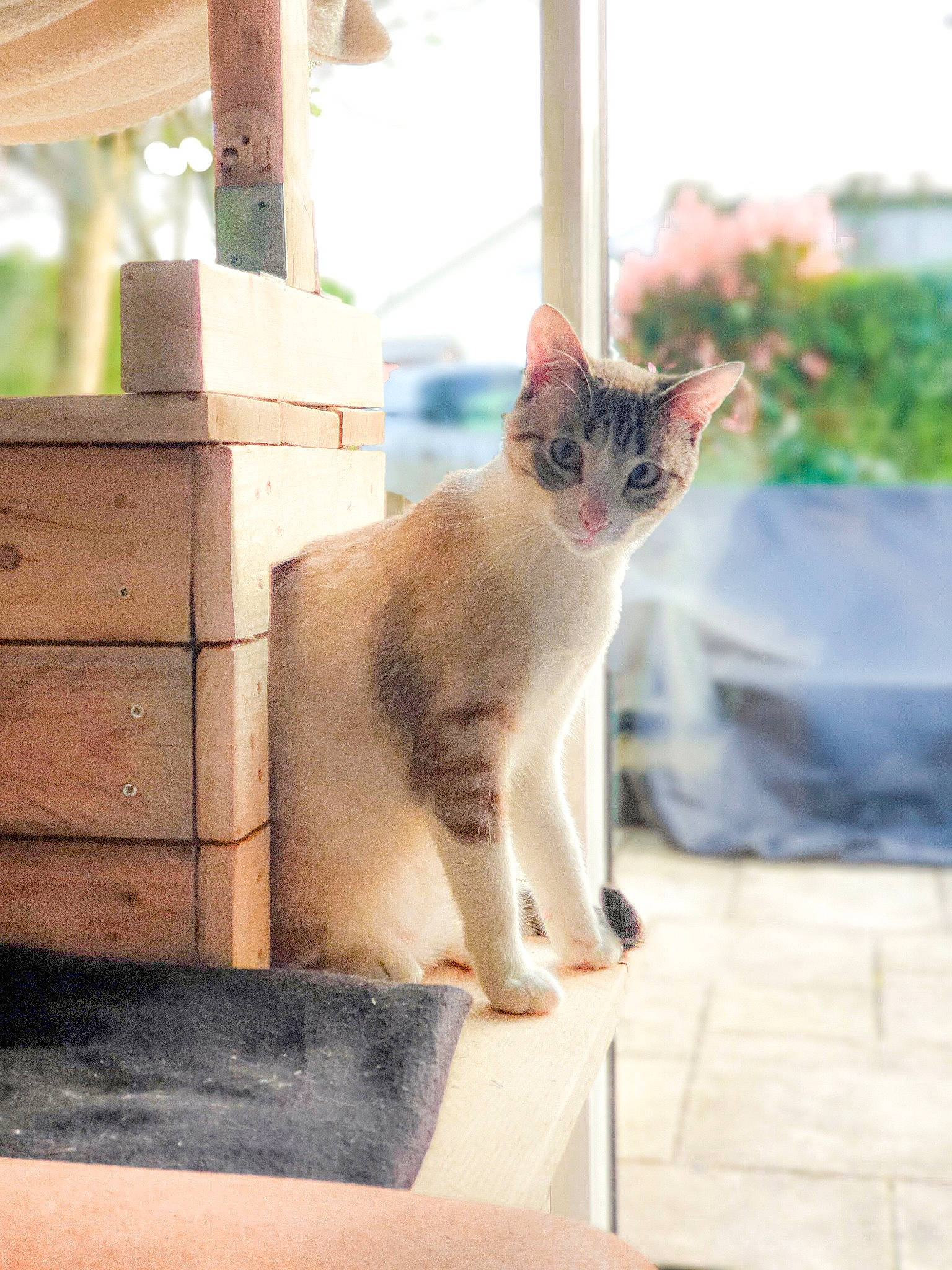 Arya a rejoint le concours — aidez-le/la à gagner de superbes lots ! aegean_cat, asian, carnivore, cat, domestic_short_haired_cat, fawn, felidae, kitten, mammal, small_to_medium_sized_cats, tail, vertebrate, whiskers, window