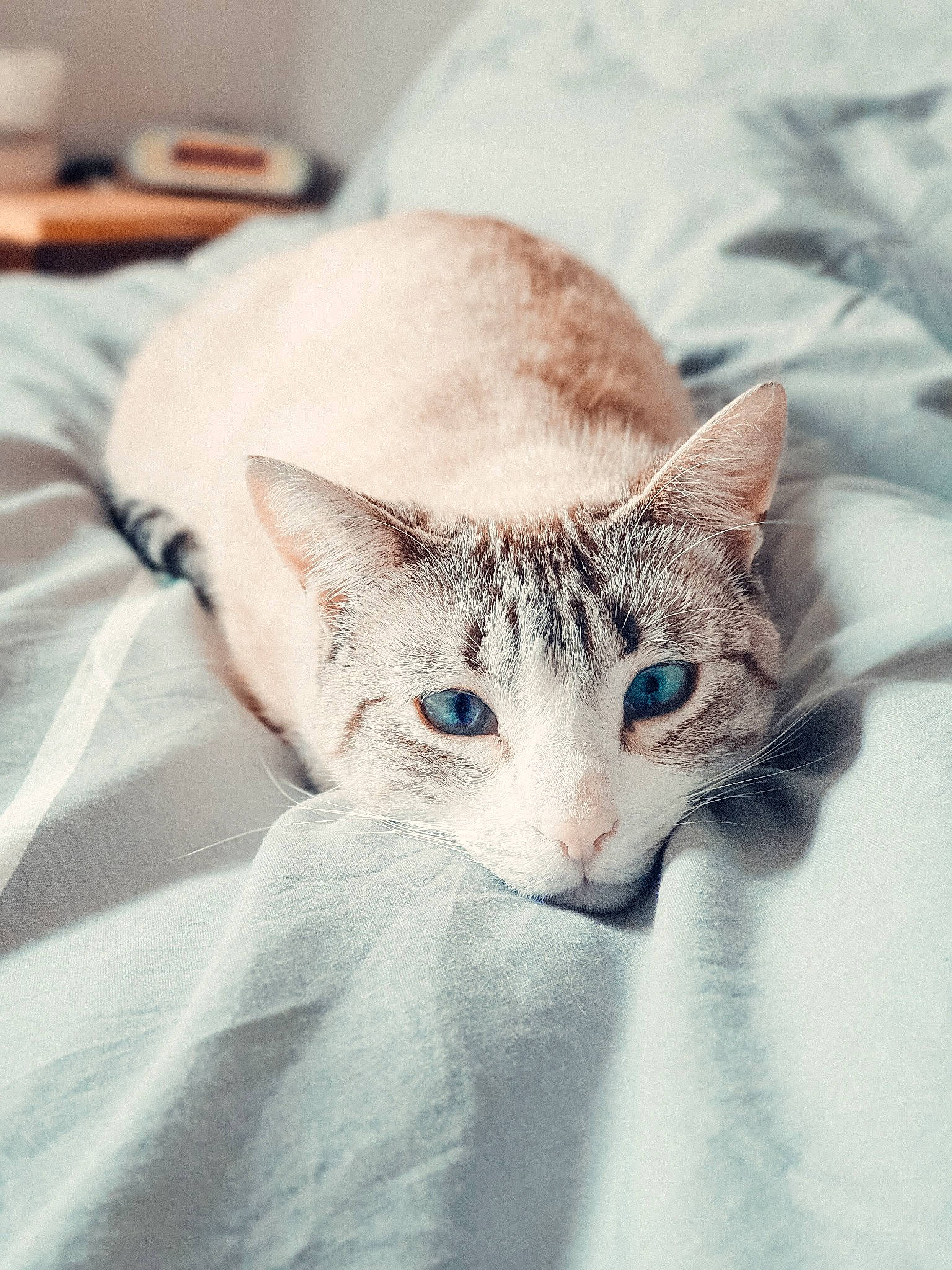 Arya a rejoint le concours — aidez-le/la à gagner de superbes lots ! aegean_cat, asian, burmilla, carnivore, cat, colorpoint_shorthair, devon_rex, domestic_short_haired_cat, ear, european_shorthair, felidae, kitten, mammal, ojos_azules, oriental_longhair, oriental_shorthair, singapura, small_to_medium_sized_cats, vertebrate, whiskers
