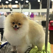 Barbie joined the competition — help win amazing prizes! animal, blurred_background, companion, cute, dog, fluffy, friendly, fur, groomed, happy, indoor, leash, light_spots, pet, pomeranian, small_dog, standing, table, tongue_out, towel